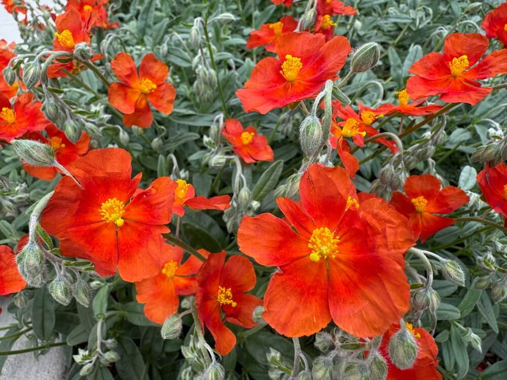 Helianthemum 'Henfield Brilliant' 09.jpeg