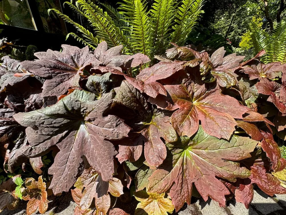 Podophyllum x 'Red Panda' | Red Panda Mayapple