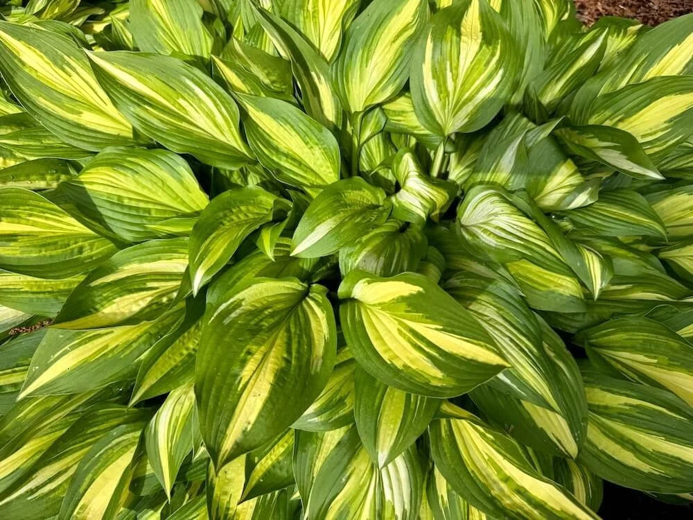 Hosta 'Whirlwind' 01.jpeg