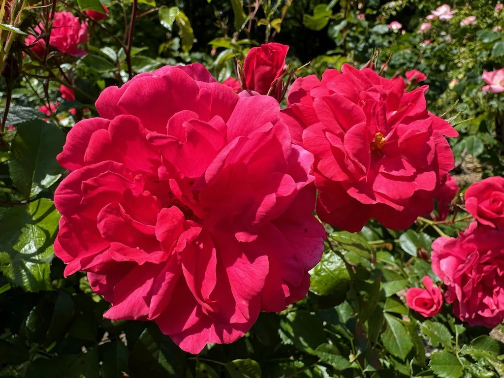 Rosa 'Korpancom' 02.jpeg