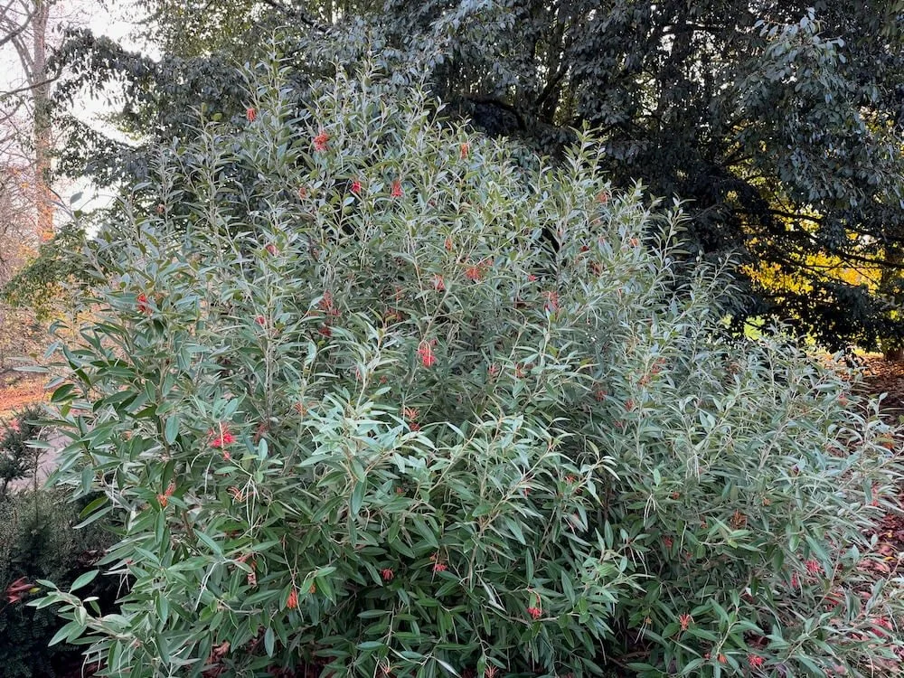 Grevillea victoriae 03.jpeg