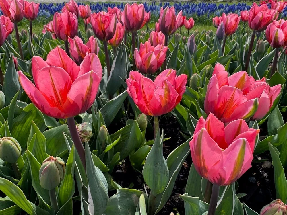 Tulipa 'Pretty Princess' 03.jpeg