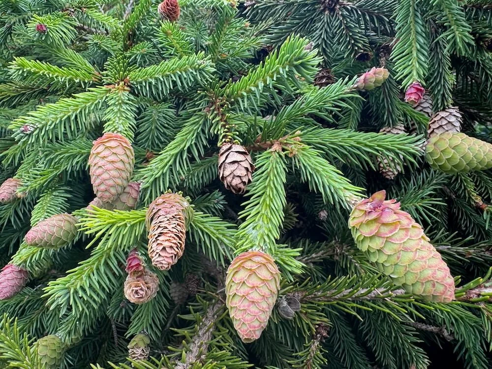 Picea abies 'Pusch' 02.jpeg