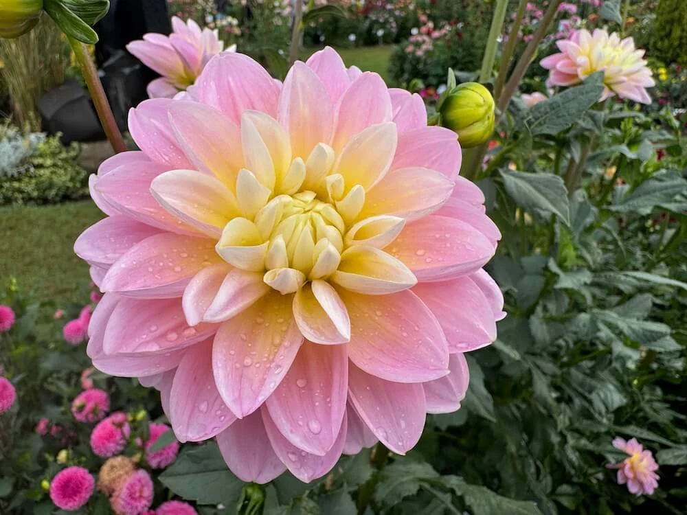 Dahlia 'Gabbi's Wish' 01.jpeg