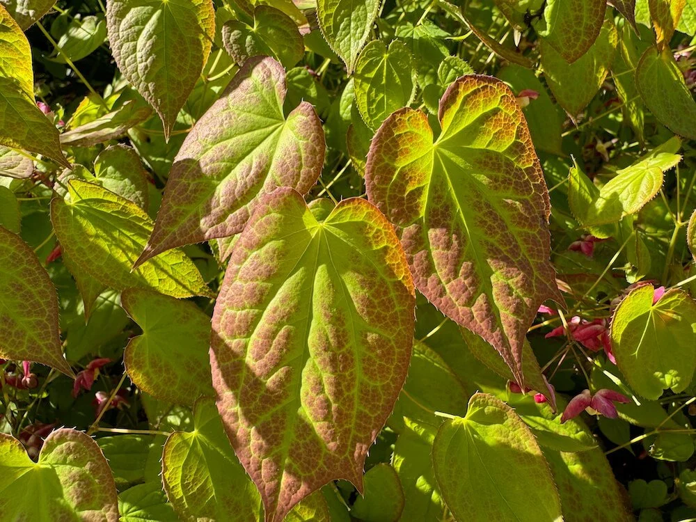 Epimedium x versicolor 02.jpeg