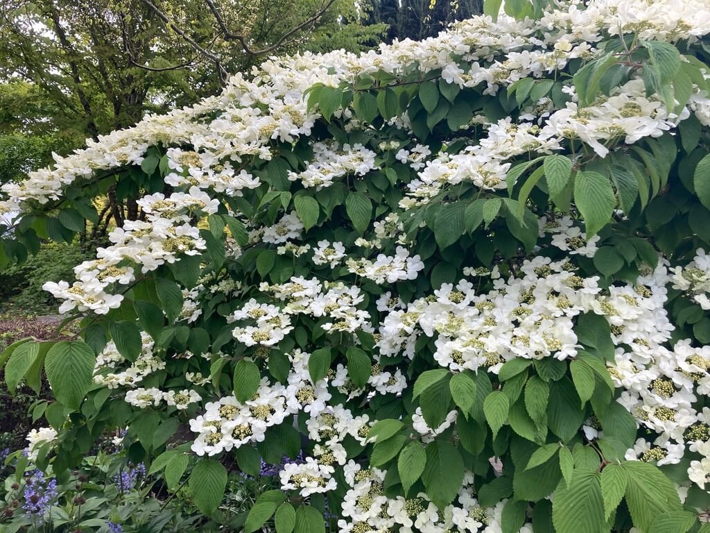 Viburnum plicatum ‘Mariesii’ 01.jpeg