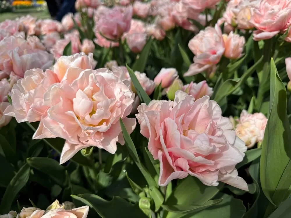 Tulipa 'Powderpuff' 03.jpeg