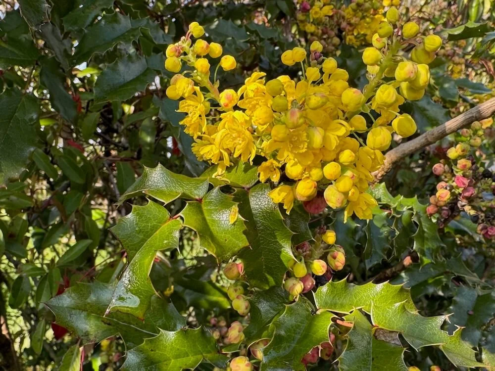Berberis (Mahonia) aquifolium | Oregon Grape