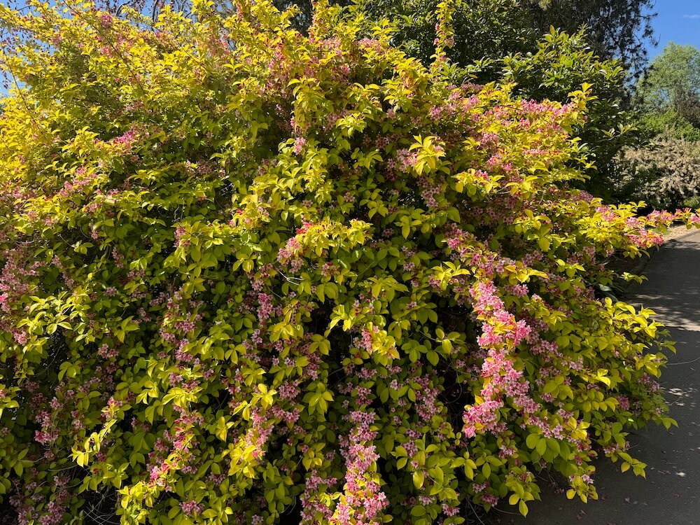 Weigela 'Looymansii Aurea' 03.jpeg