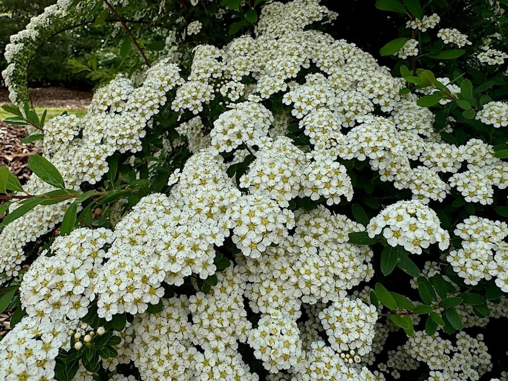 Spiraea nipponica 03.jpeg