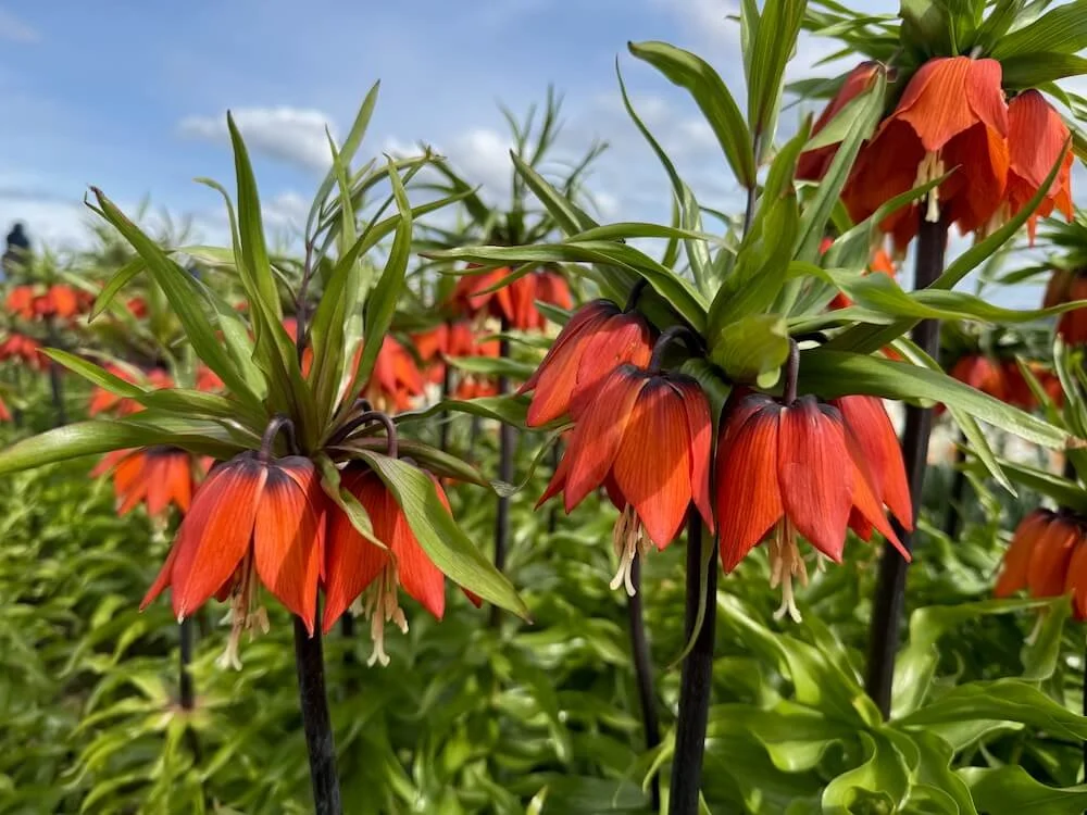 Fritillaria imperialis 'Rubra' 01.jpeg