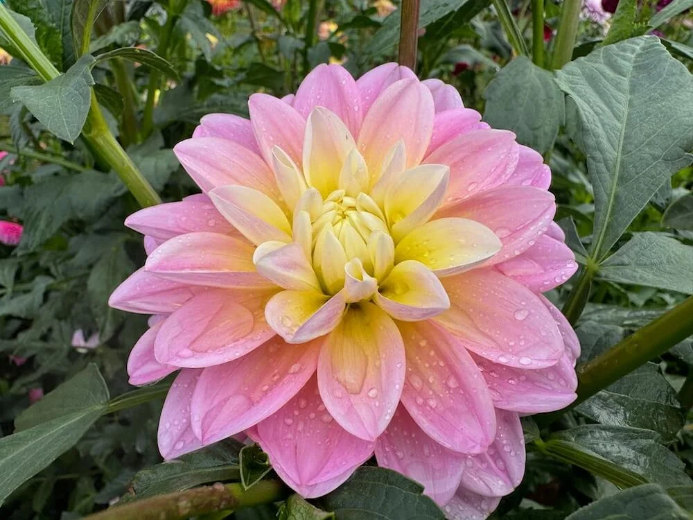 Dahlia 'Gabbi's Wish' 02.jpeg