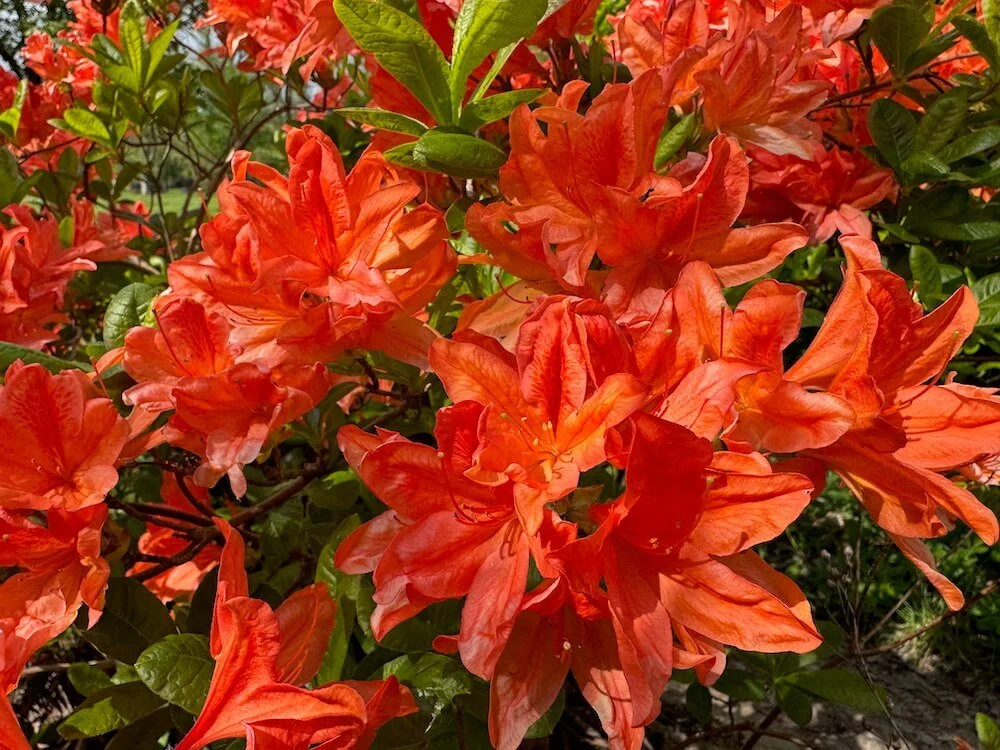 Rhododendron × molle ‘Koster’s Brilliant Red’ 07.jpeg