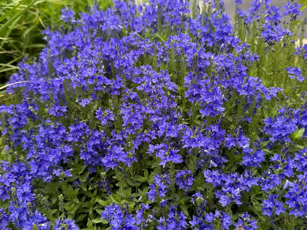 Veronica teucrium 'Royal Blue' 04.jpeg