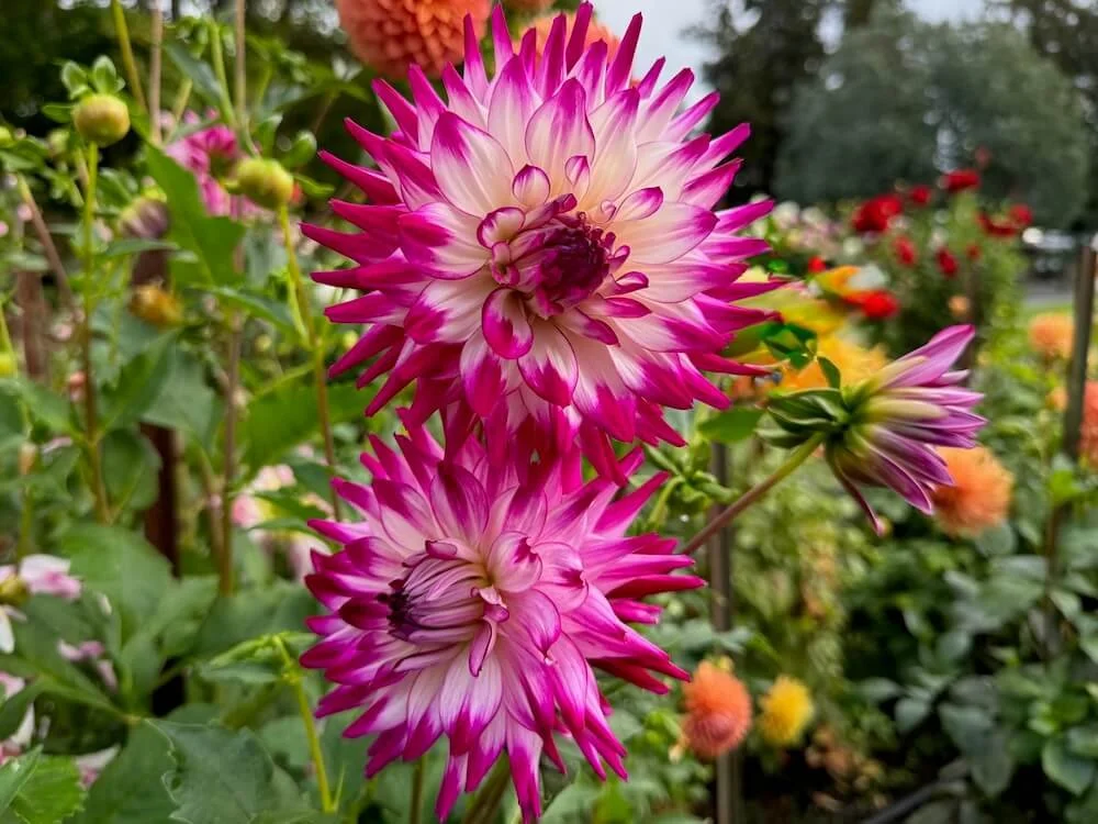 Dahlia 'Allen's Showcase' 03.jpeg