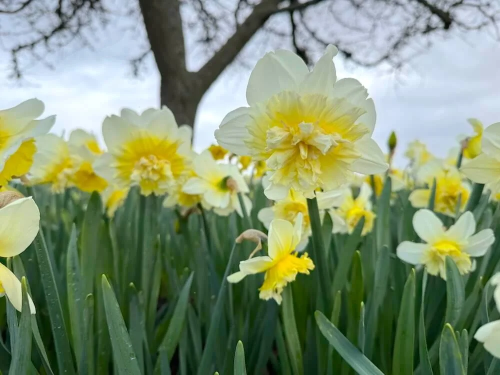 Narcissus 'Ice King' 03.jpeg