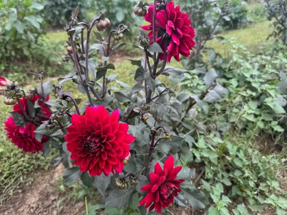 Dahlia 'Red Choc Eden' 03.jpeg