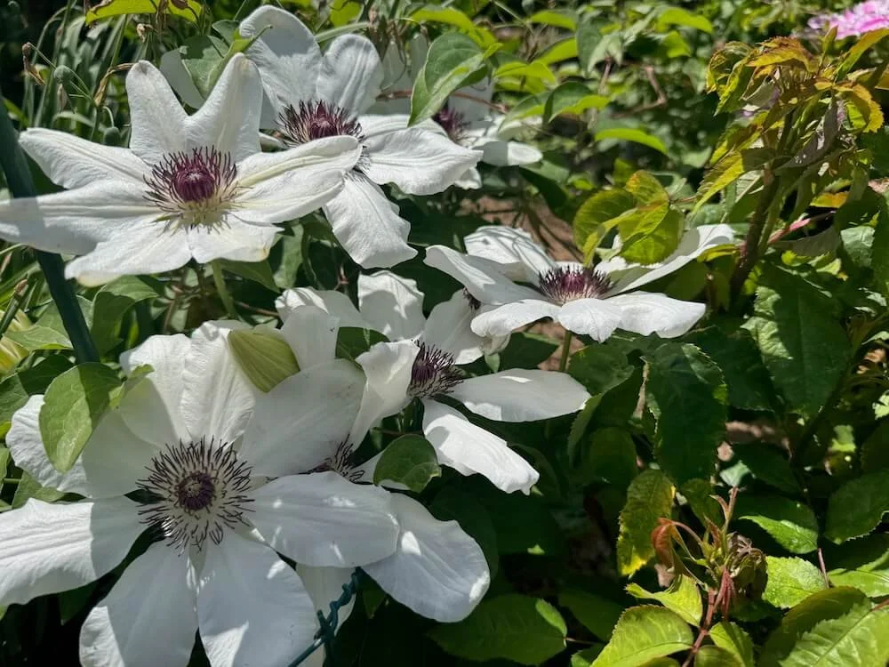 Clematis 'Miss Bateman' | Miss Bateman Clematis
