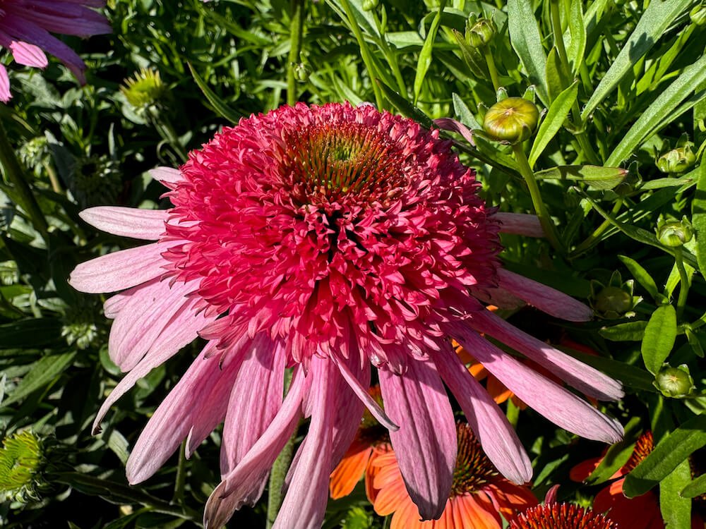 Echinacea Sundial 'Pink' 02.jpeg