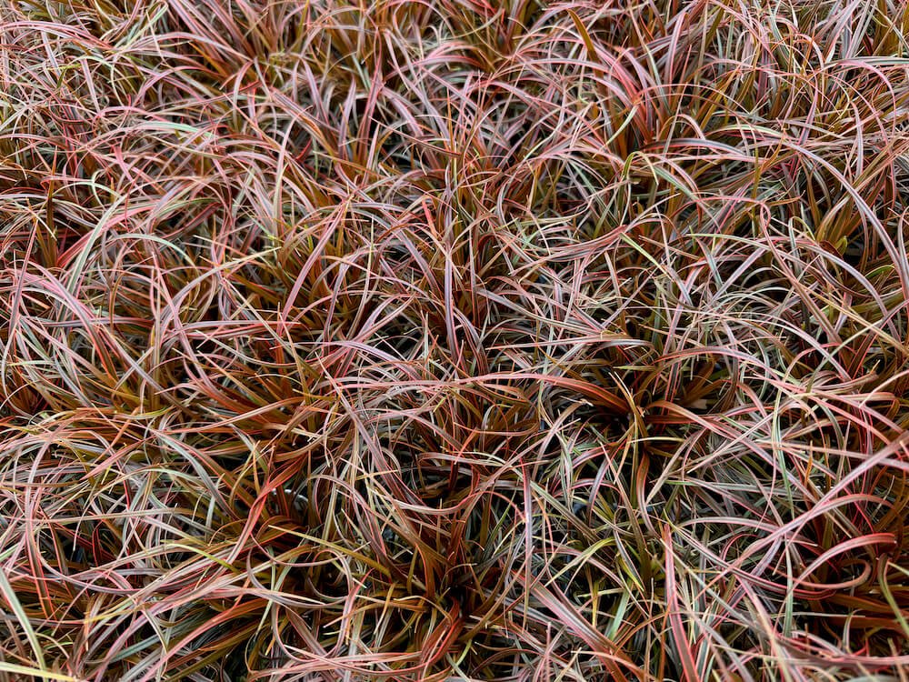 Uncinia rubra 'Belinda's Find' 02.jpeg