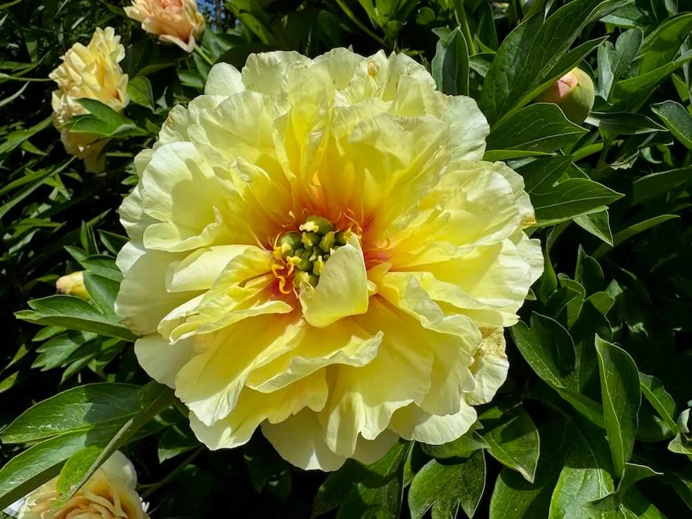 Paeonia x intersectional 'Canary Brilliants' | Canary Brilliants Peony