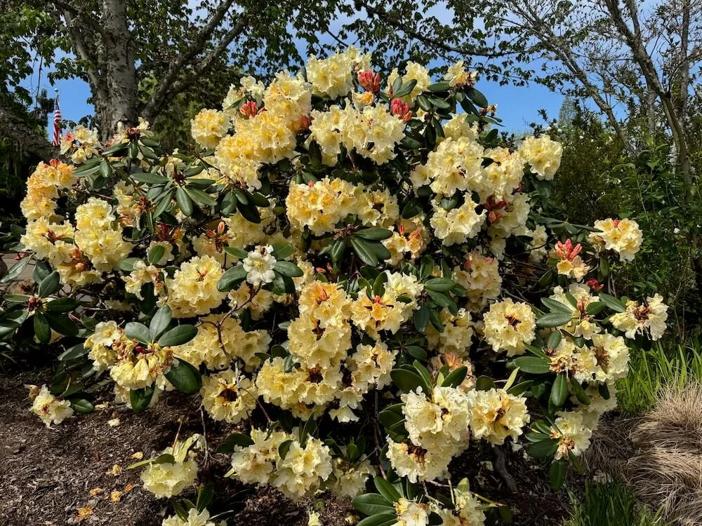 Rhododendron 'Evening Glow' 03.jpeg