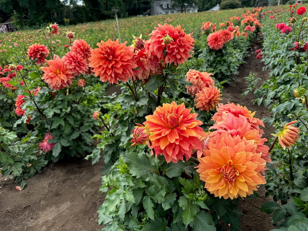 Dahlia 'Mango Madness' 06.jpeg