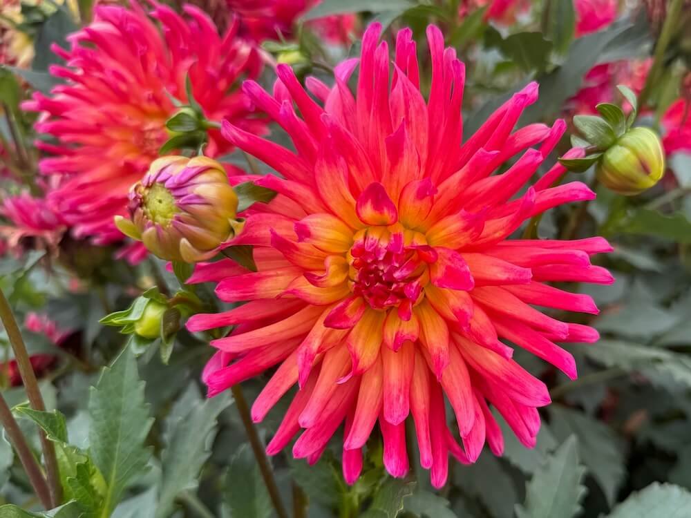 Dahlia 'Dragonberry' | Dragonberry Dahlia