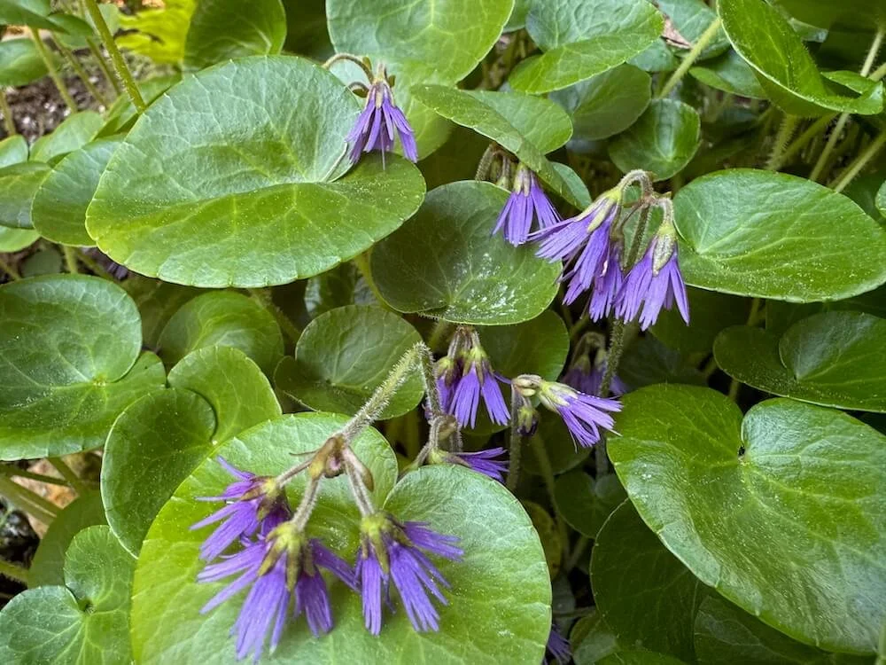 Soldanella alpina 02.jpeg