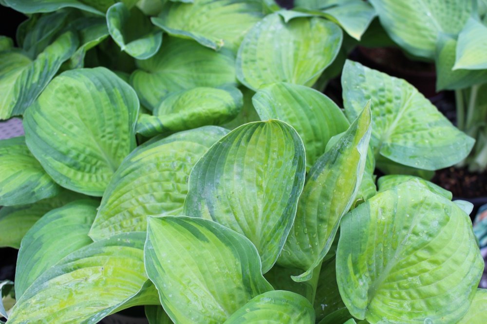 Hosta x 'Paradigm' 01.jpg