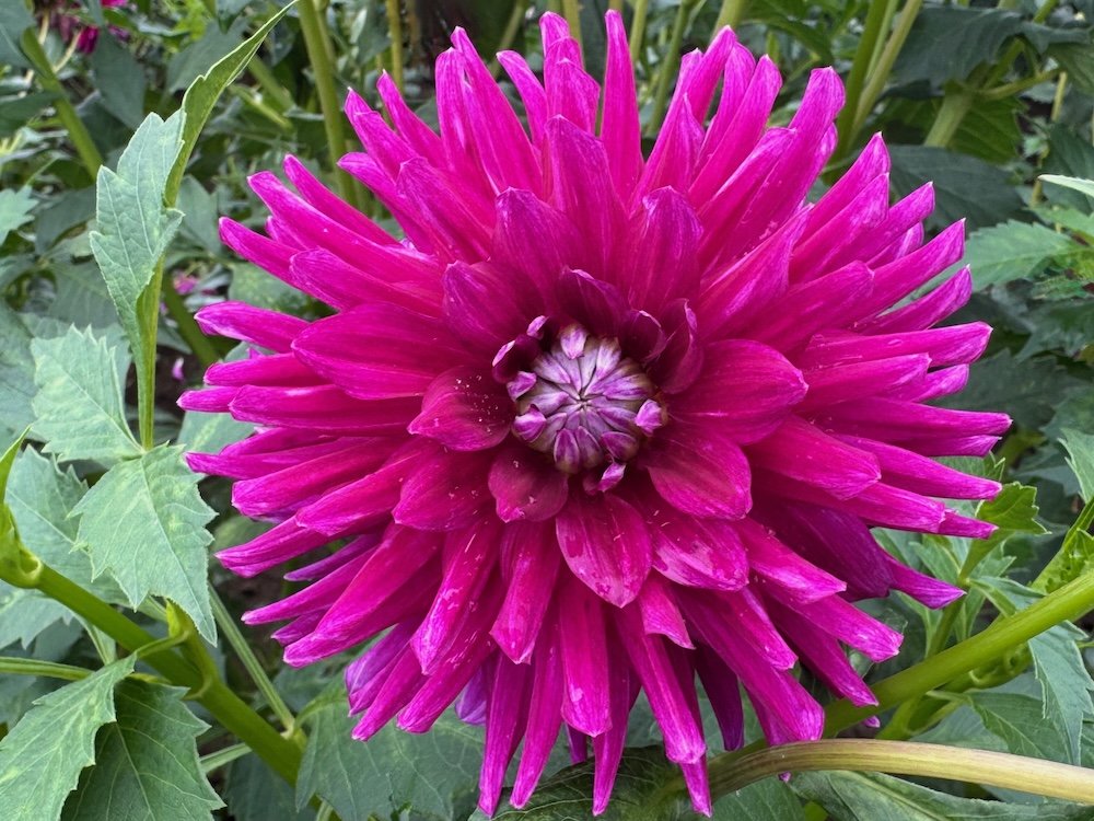 Dahlia 'Nadine Jessie' 01.jpeg