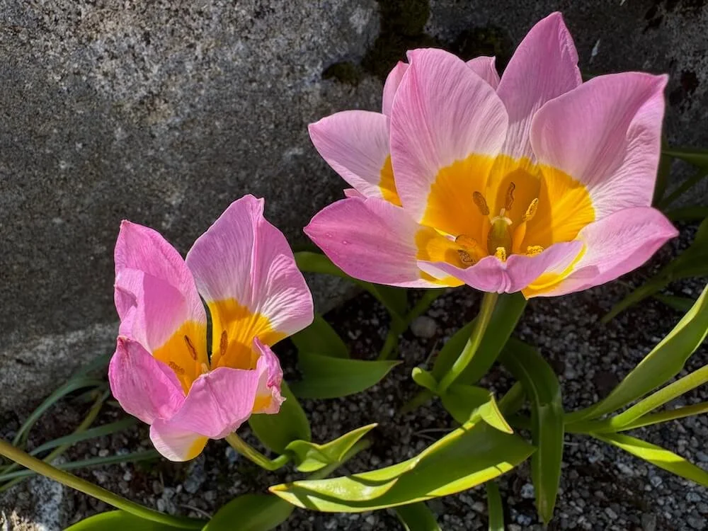 Tulipa saxatilis | Candia Tulip