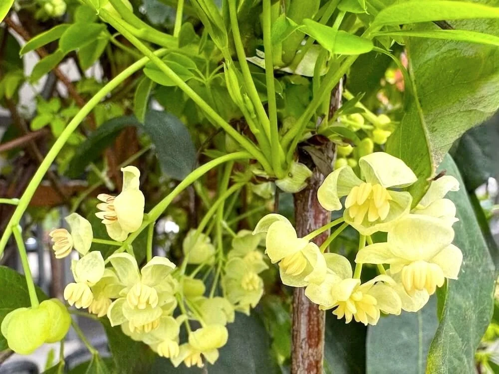 Akebia quinata 'Alba' | White-flowered Chocolate Vine