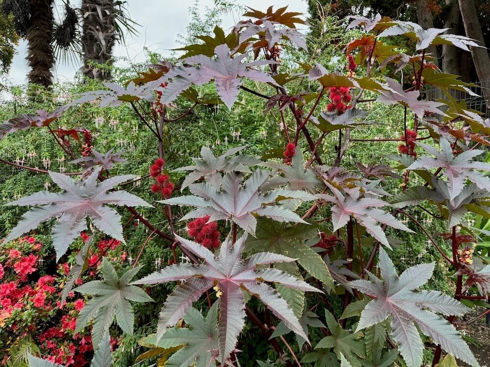 Ricinus communis 'Carmencita' 03.jpeg