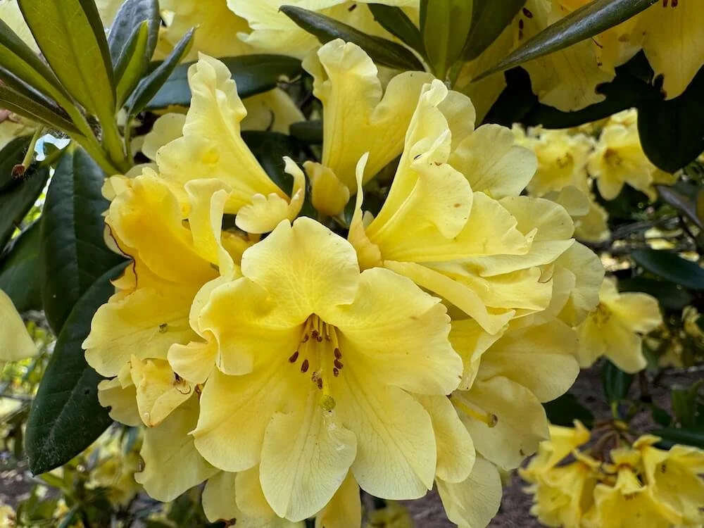 Rhododendron 'Gedser Gold' 04.jpeg