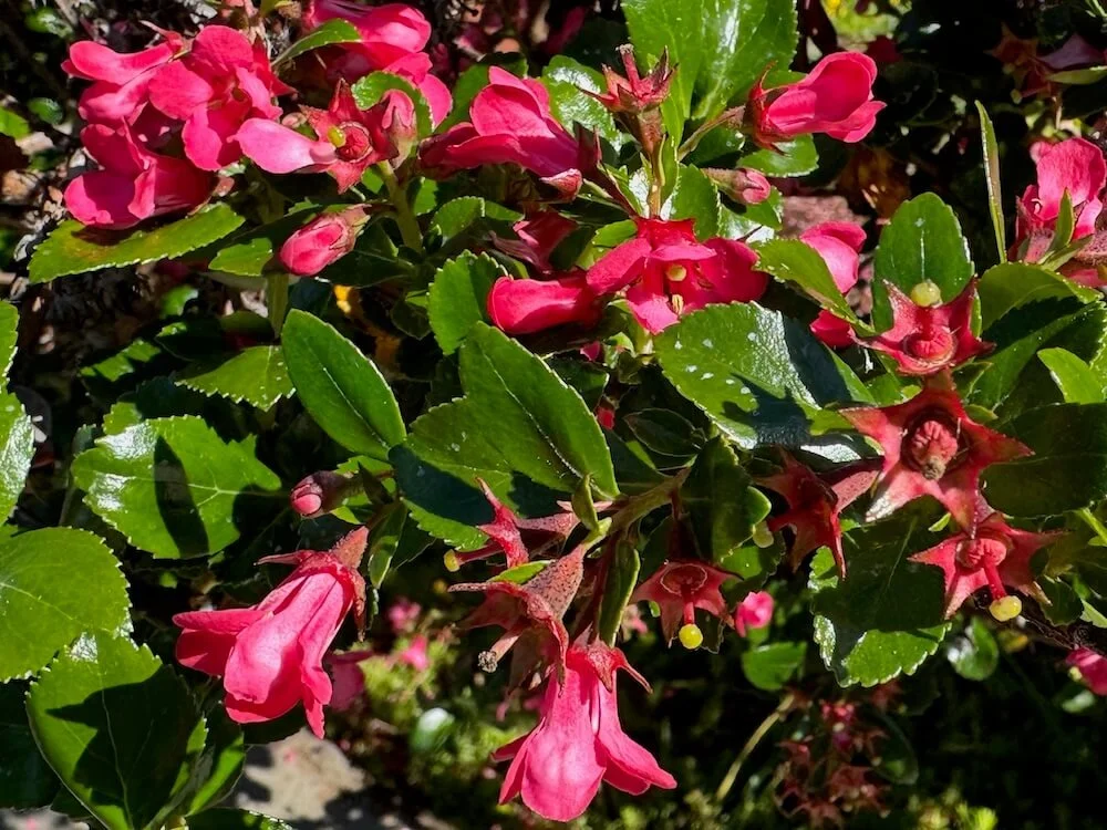 Escallonia × langleyensis 'Pride of Donard' 02.jpeg