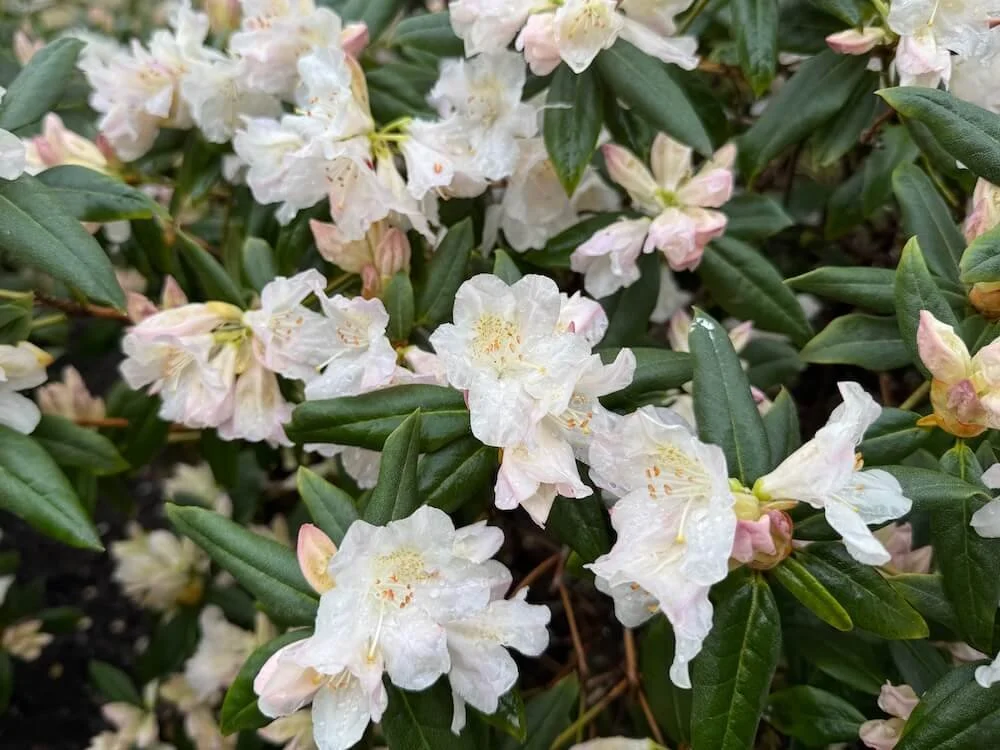 Rhododendron catawbiense 'Album' 02.jpeg