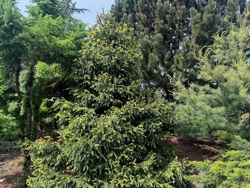Picea abies 'Perry's Gold' 03.jpeg