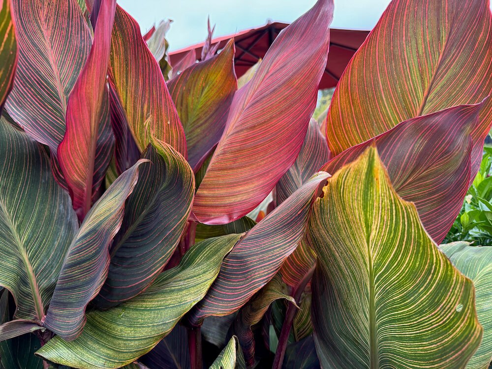 Canna indica 'Phasion' 04.jpeg