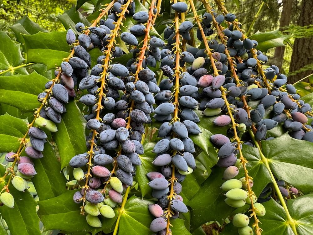 Mahonia x media 'Charity' 06.jpeg