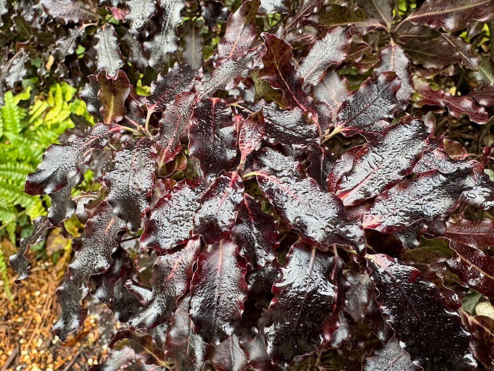Pittosporum tenuifolium ‘Tom Thumb’ 03.jpeg