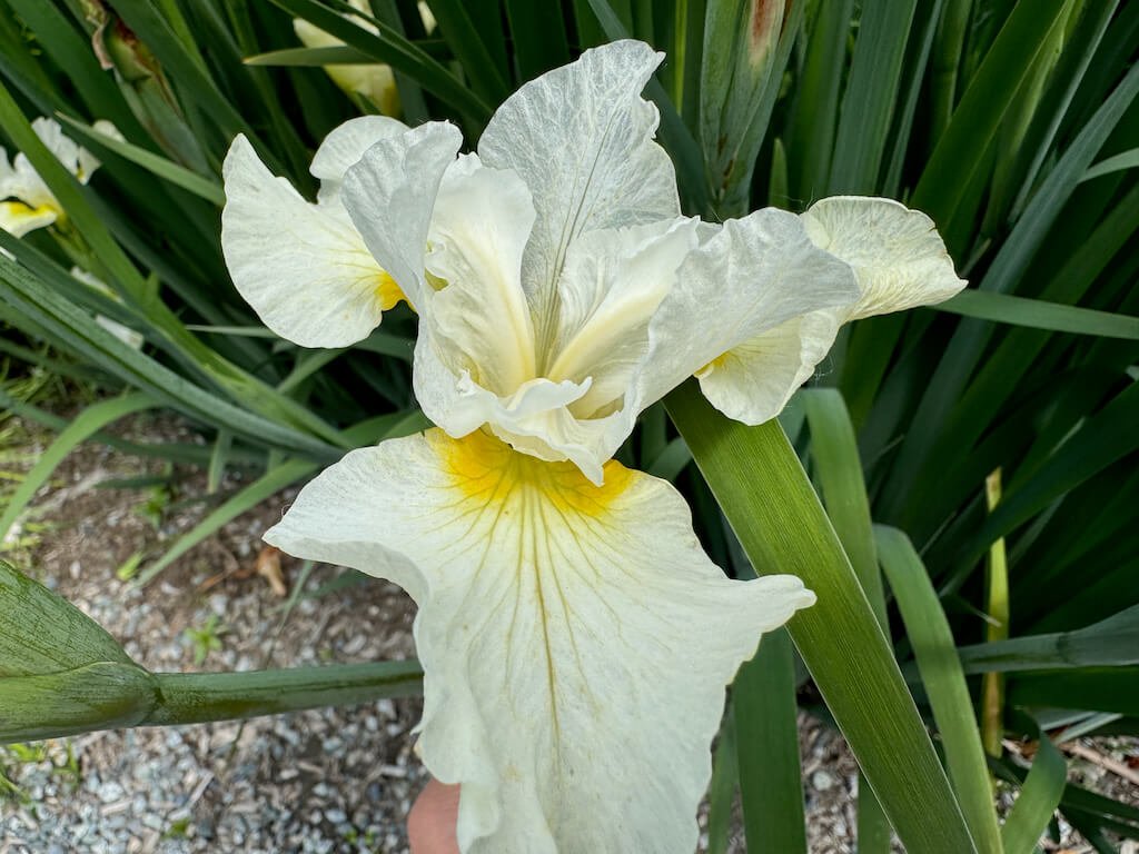 Iris sibirica 'Joyce Cole' 04.jpeg