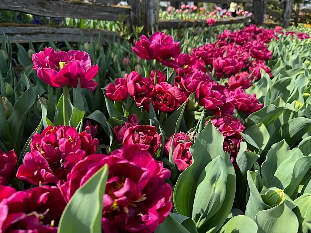 Tulipa 'Allison Bradley' 04.jpeg