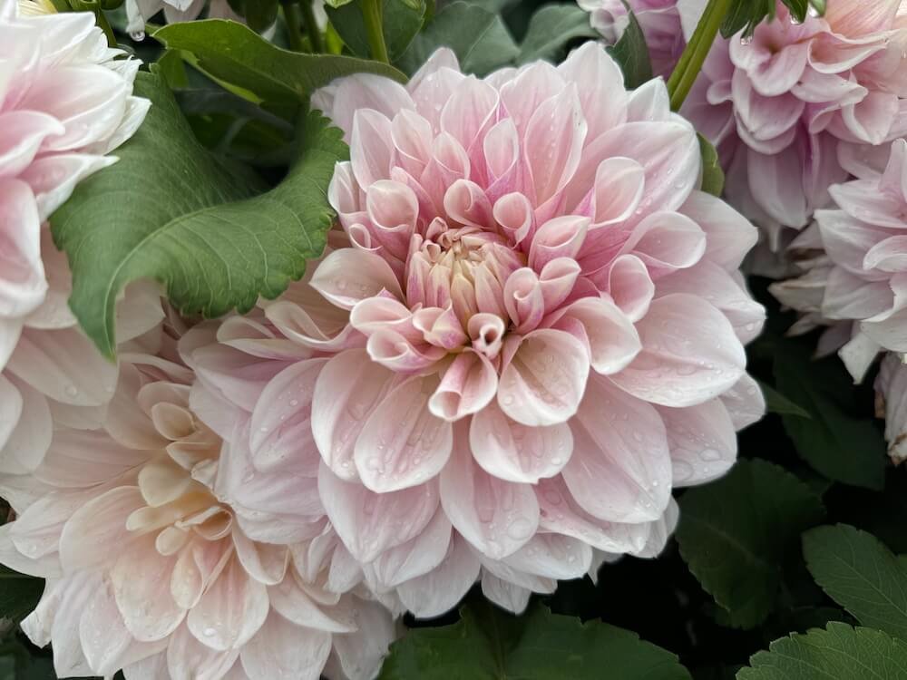 Dahlia 'Dreamland' 02.jpeg