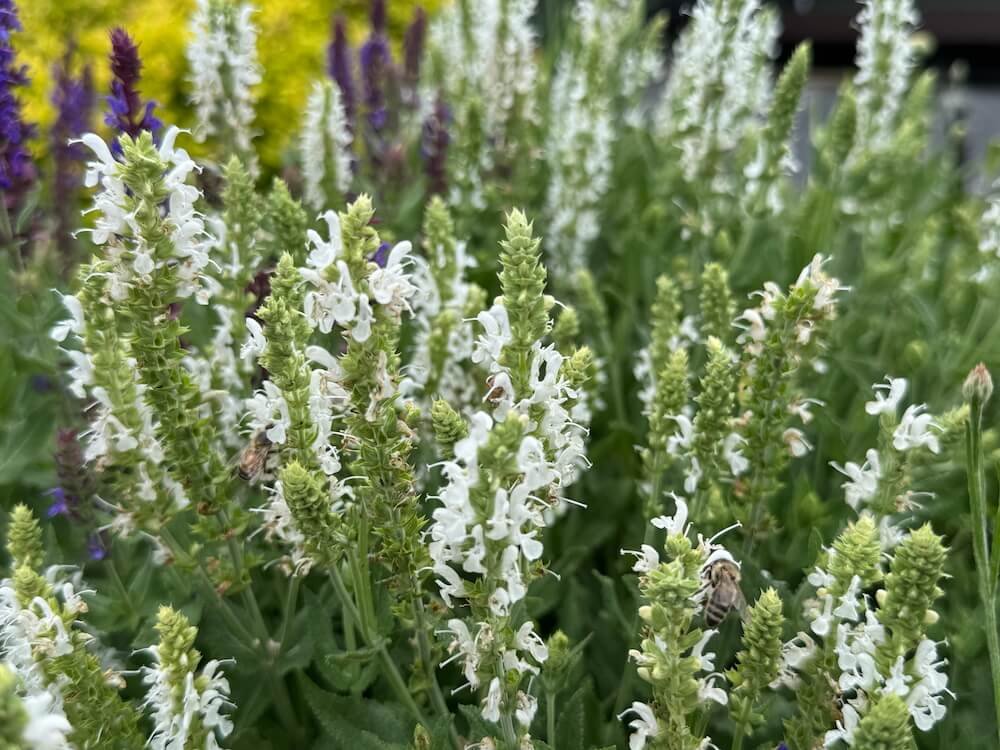 Salvia nemorosa 'White Profusion' 03.jpeg