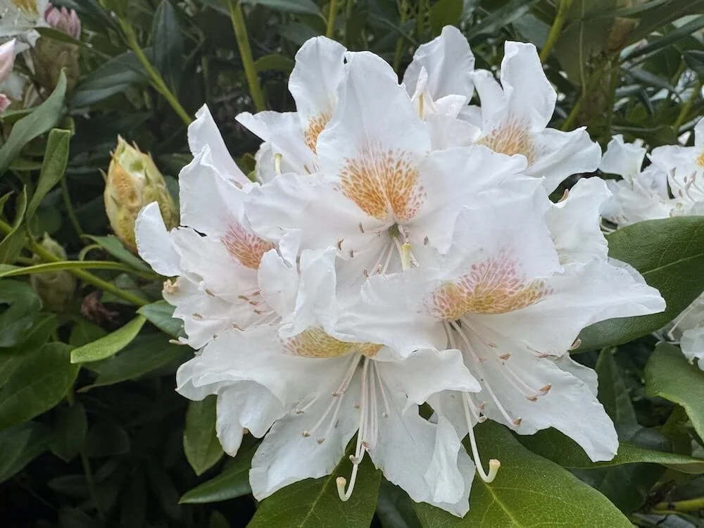 Rhododendron 'Cunningham's White' 01.jpeg
