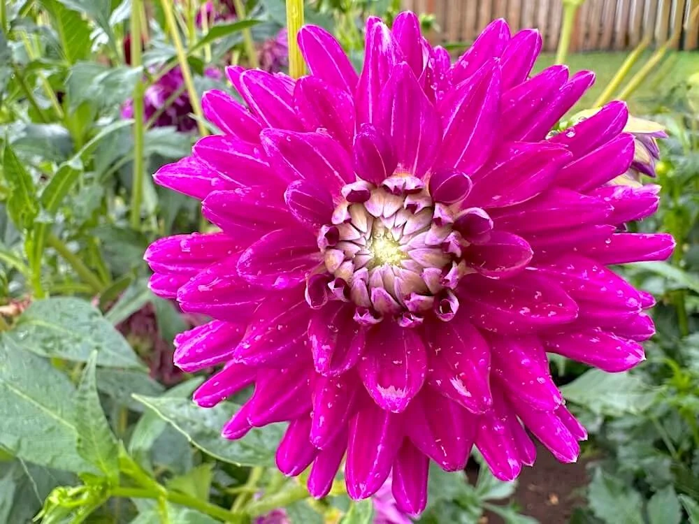 Dahlia 'Nadine Jessie' 04.jpeg