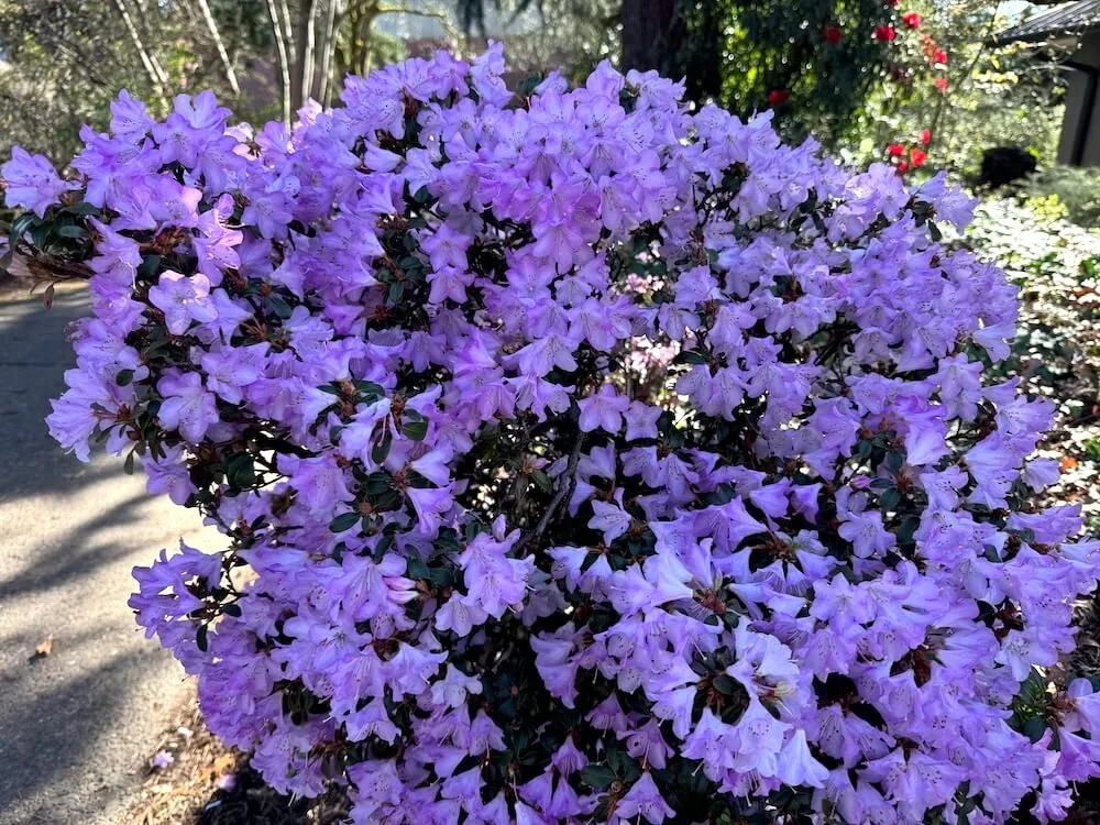 Rhododendron yungningense 03.jpeg