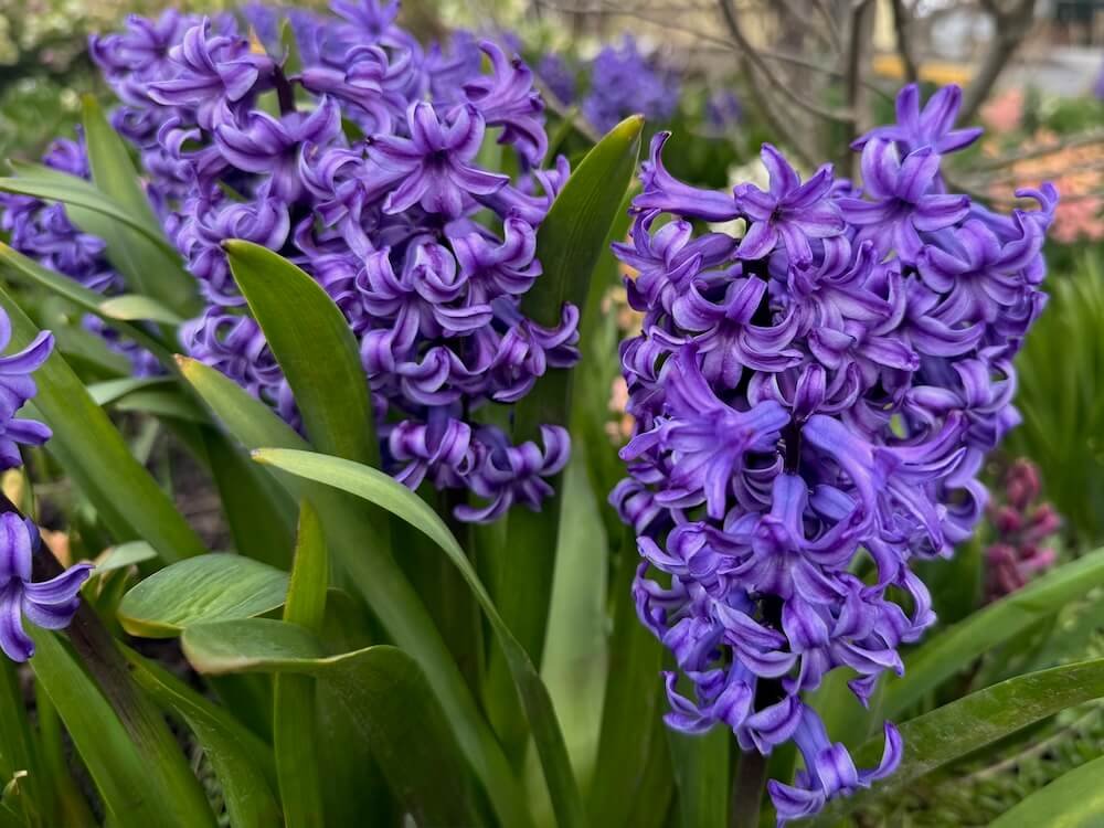 Hyacinthus orientalis 'Aida' 01.jpeg
