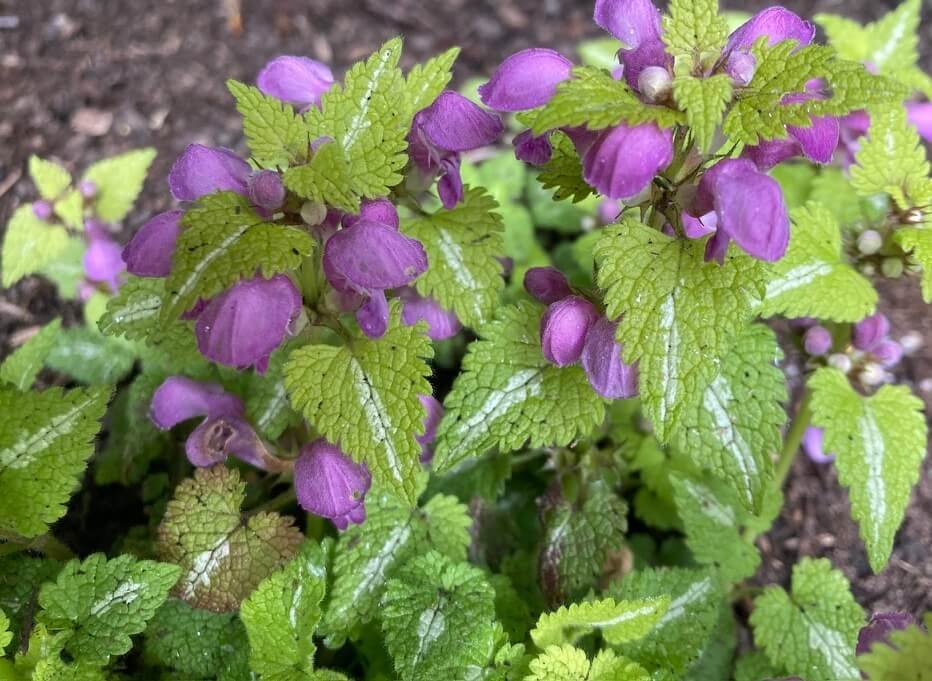 Lamium Anne Greenaway 06.jpeg
